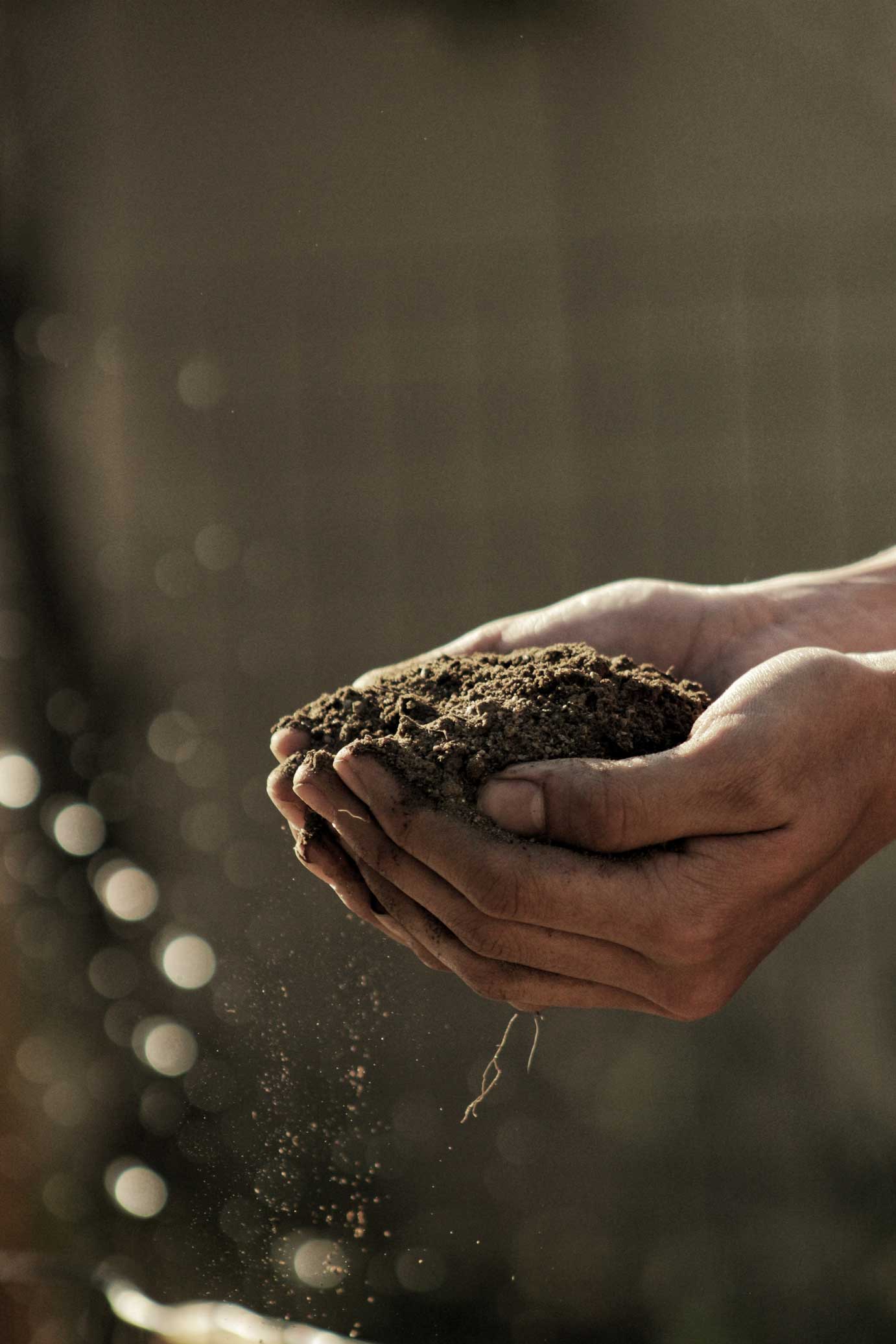 soil-1