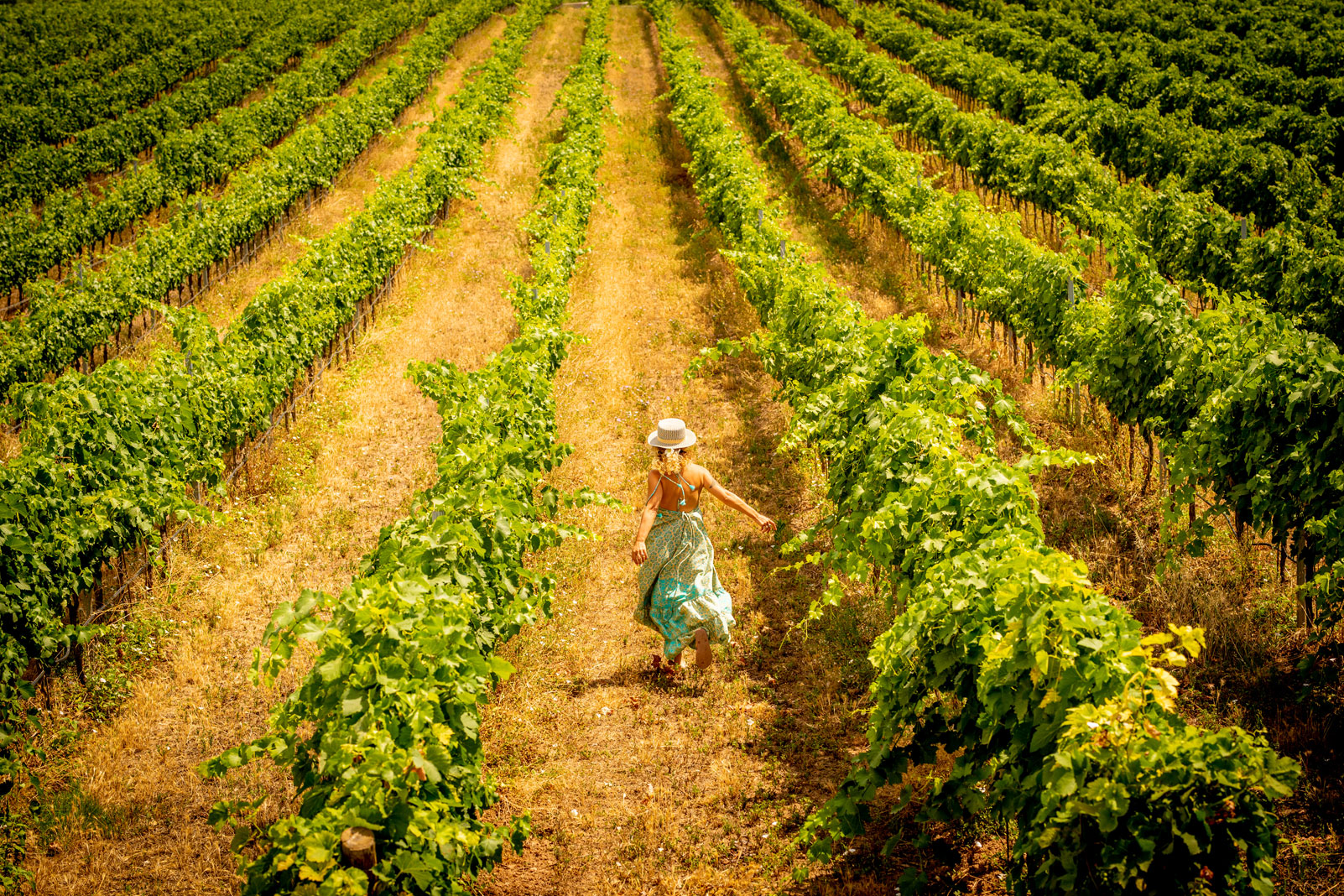 vineyard_tour